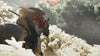 Ghost of Tsushima Director's Cut